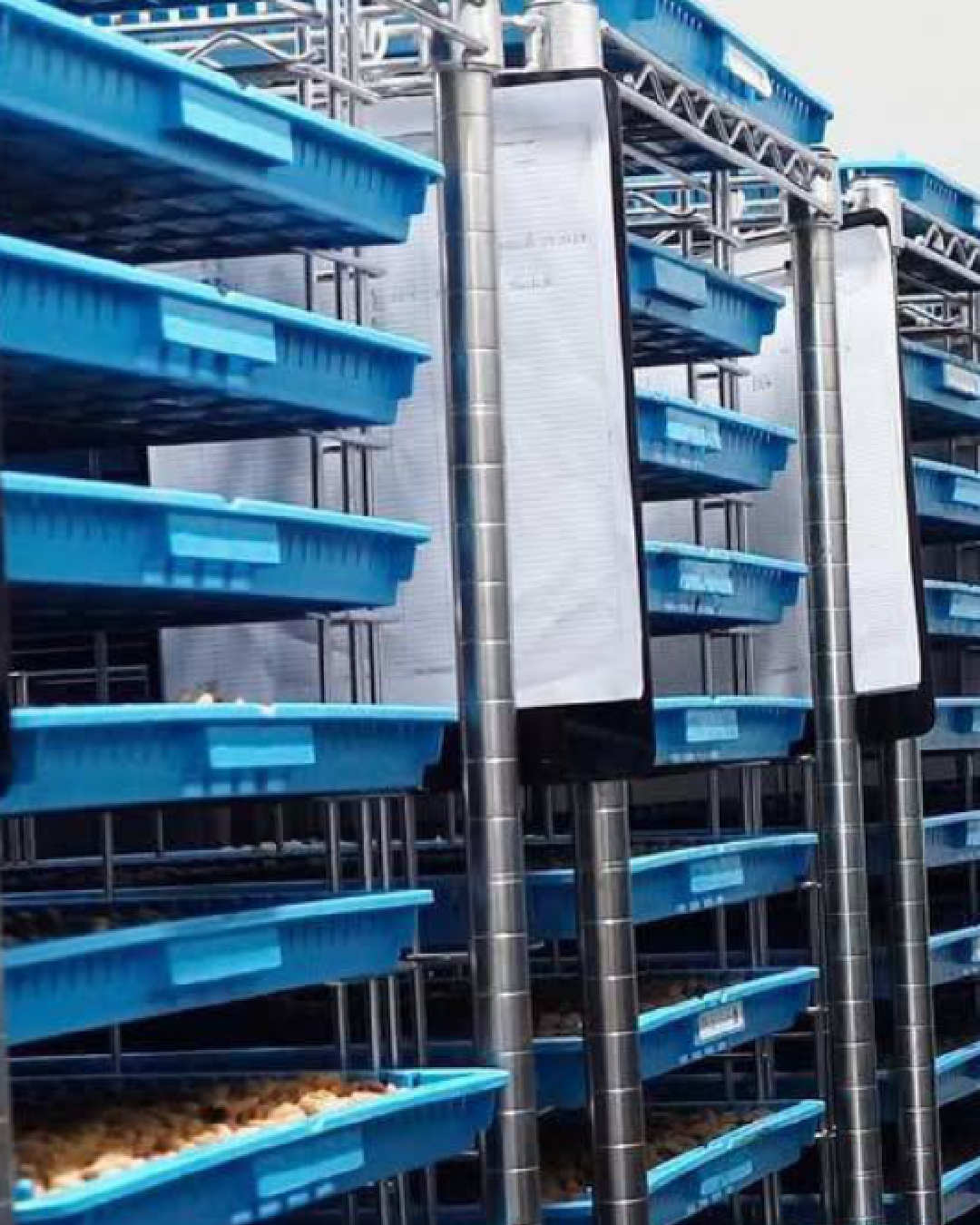 Carros SES de Acero Inoxidable con 20 bandejas WavDri para el secado de semillas de café - Aprobado FDA -  compuesto Microban - Resistentes a la mayoría de los agentes de limpieza